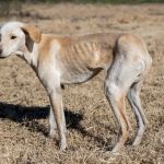perro muy delgado por anorexia