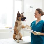 veterinaria atiende a un pastor alemán