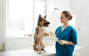 veterinaria atiende a un pastor alemán