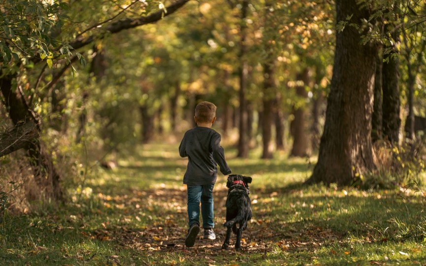 avances en la hiperactividad en perros