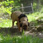 cannabis en perro intoxicaciones