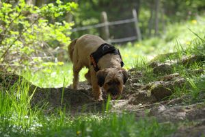 cannabis en perro intoxicaciones