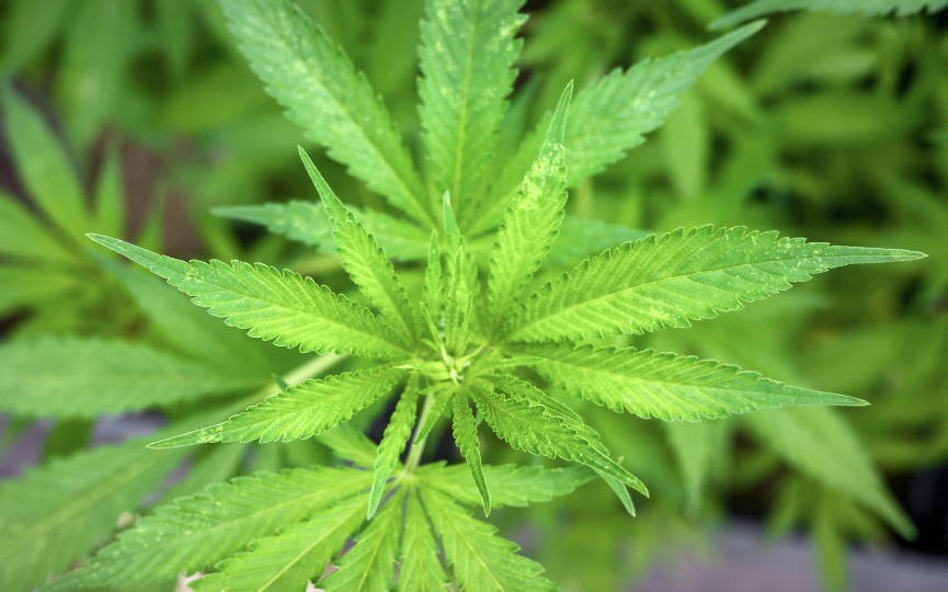 intoxicación por cannabis