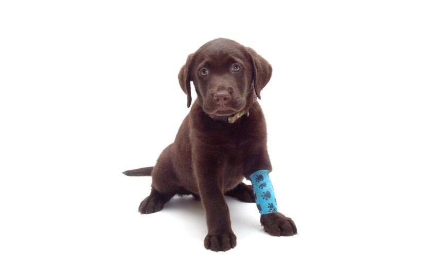 cómo saber si mi perro está fracturado