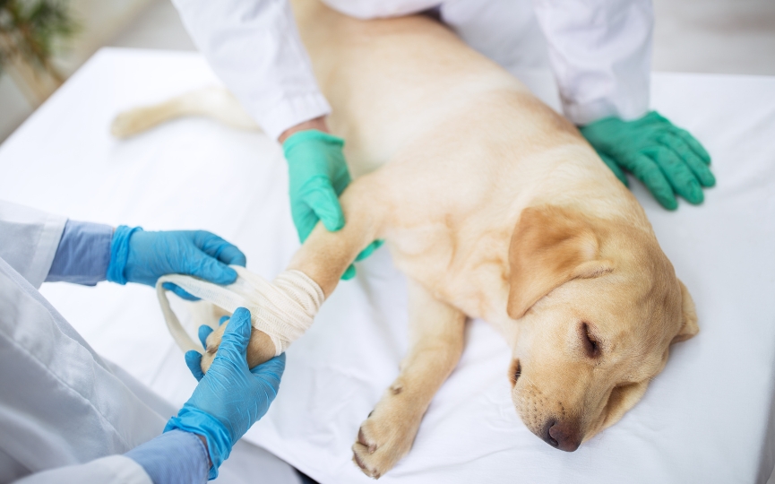 cómo saber si mi perro tiene fractura