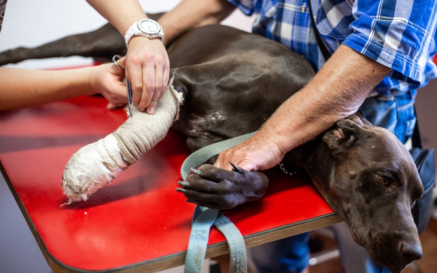 cómo saber si mi perro tiene una fractura en la pata