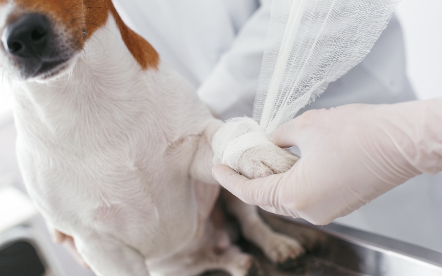 cómo saber si se fracturó la pata mi perro