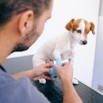 fractura de dedos en perros