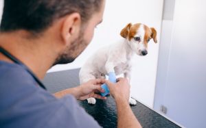 fractura de dedos en perros