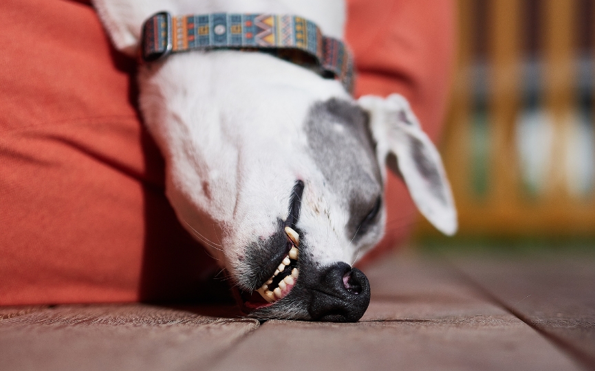 frecuencia cardiaca en animales