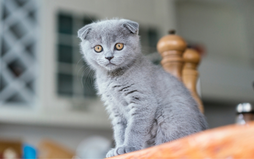 gato de orejas caídas