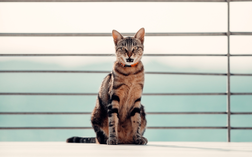 gato Sokoke