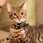gato Toyger