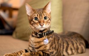 gato Toyger
