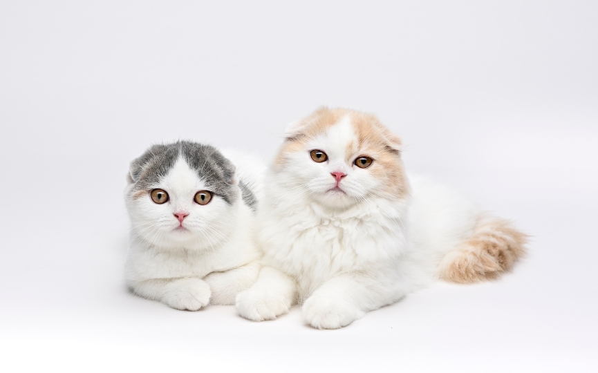 gatos con orejas caídas Scottish Fold