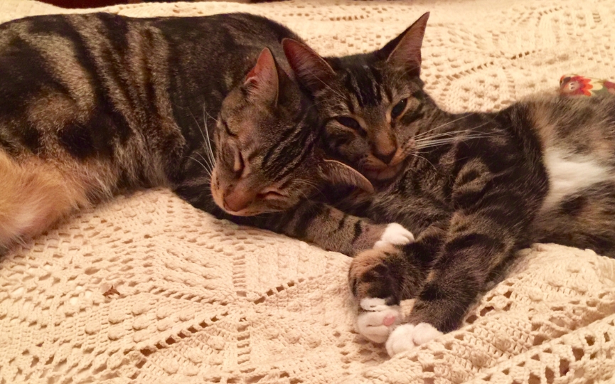 gatos Sokoke