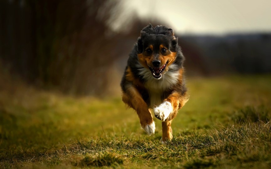 hiperactividad en perros consejos