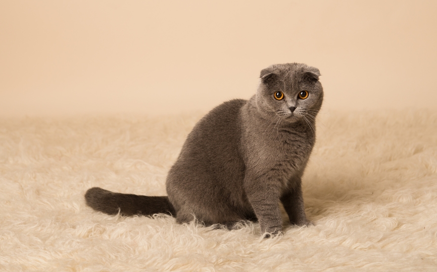 orejas de caídas Scottish Fold