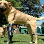 Pay de Limón perro de América