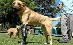 Pay de Limón perro de América