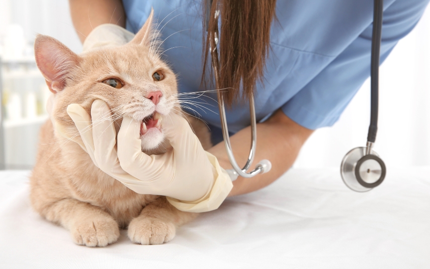 periodontitis felina síntomas