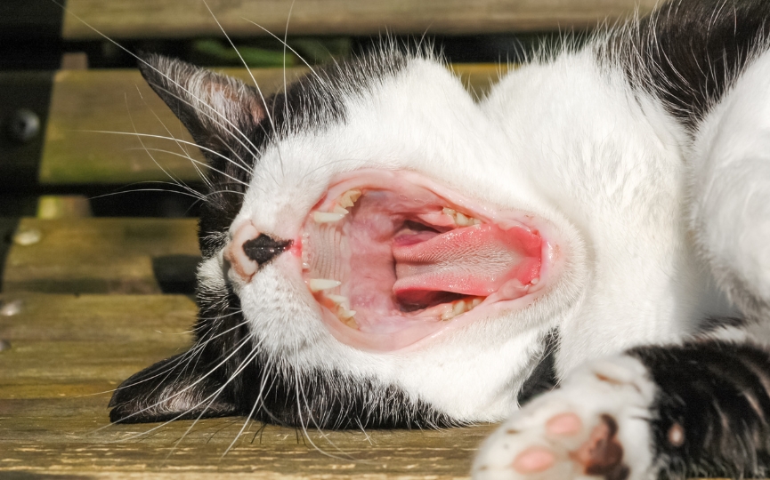 periodontitis felina