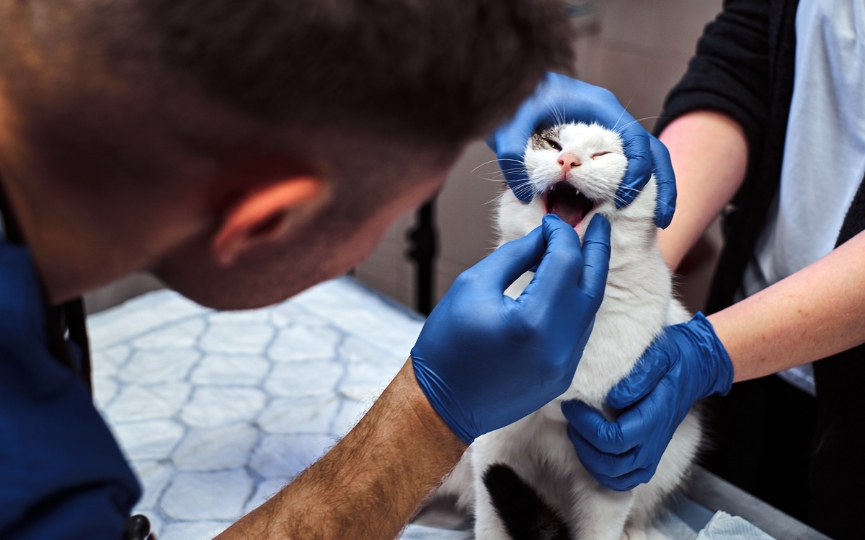 periodontitis en gatos tratamiento