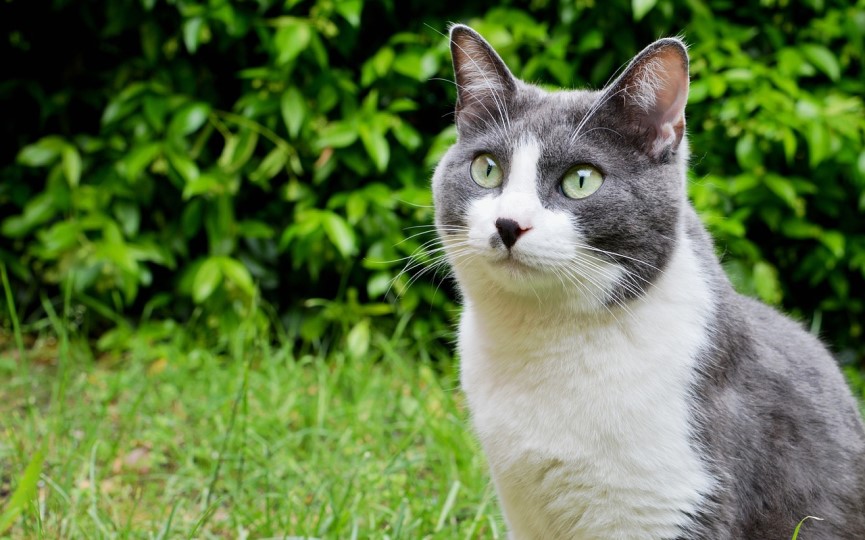 cuidados en primavera de perros y gatos