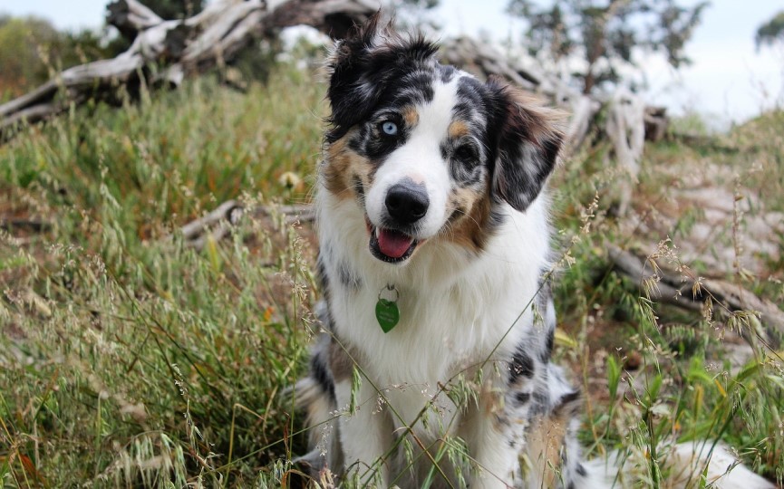 pulgas y garrapatas en perros en primavera