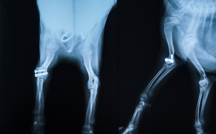 radiografía fractura perro