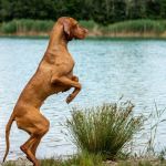 Síndrome de la cola fría en perros