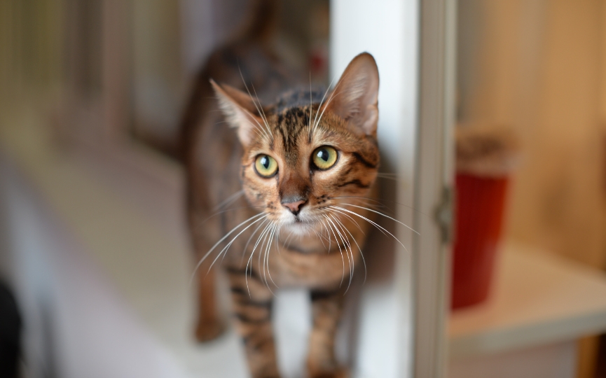Toyger atigrado