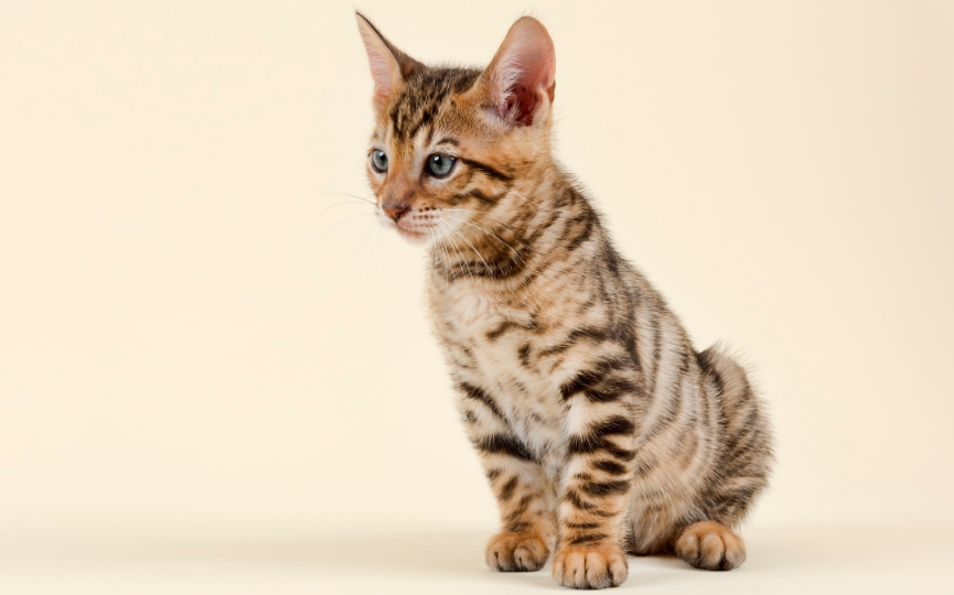 toyger cachorro