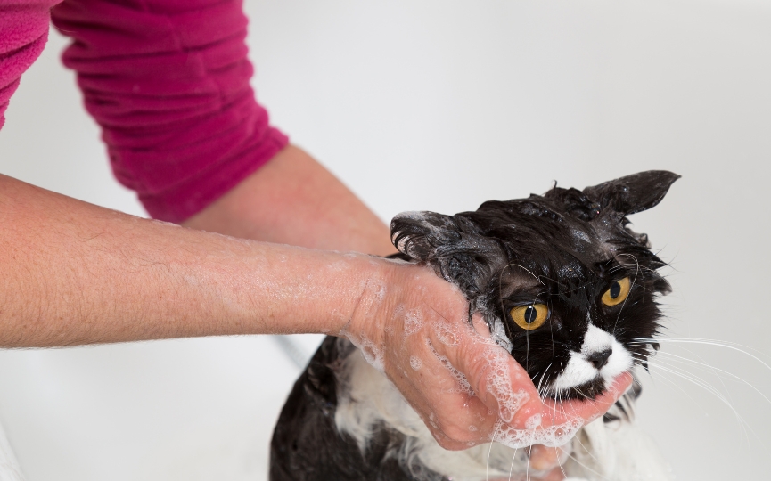 bañar a un gato afecta a su pelaje