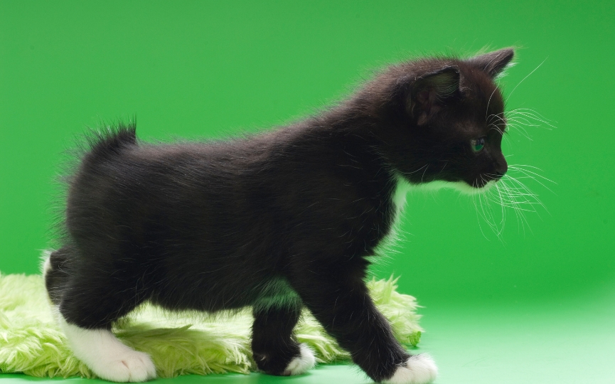 Bobtail gato de la isla Kuriles