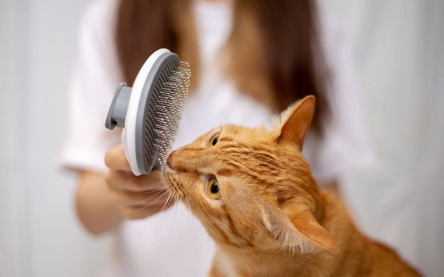 cepillado de pelo de gato