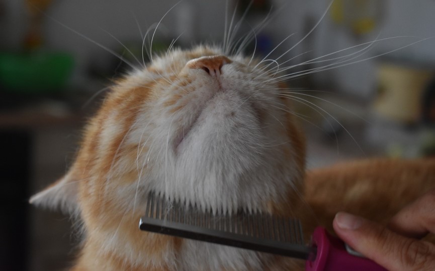 cepillar el pelo de un gato para su cuidado