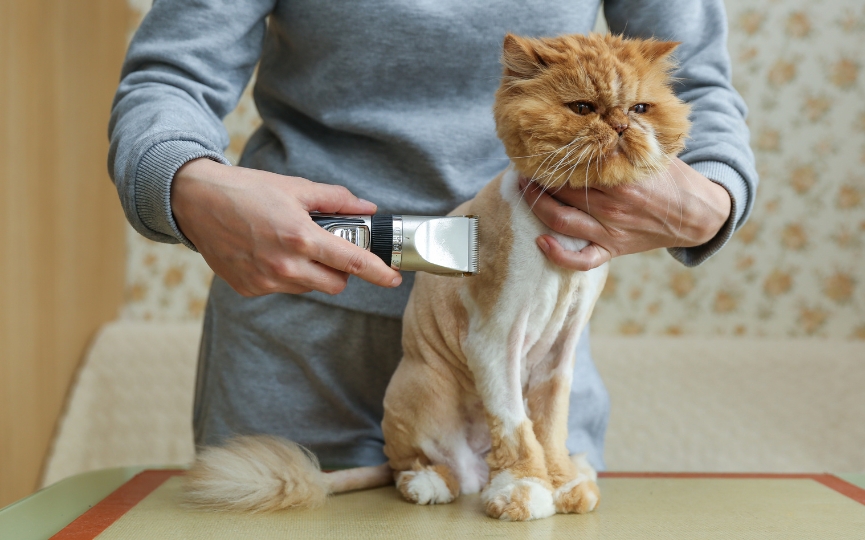 cortar el pelo de un gato