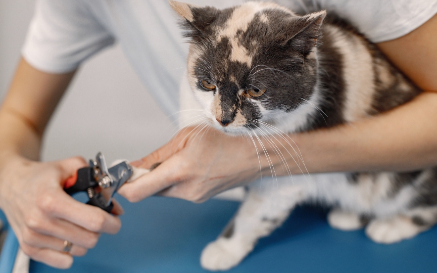 cortar uñas de un gato cómo afecta a su pelo