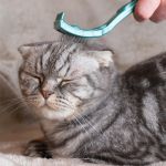 cuidar el pelo de un gato