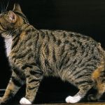gato de la isla de Man