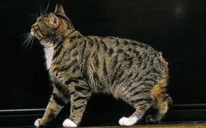 gato de la isla de Man