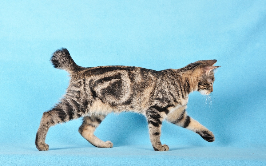 gato Kurilian Bobtail
