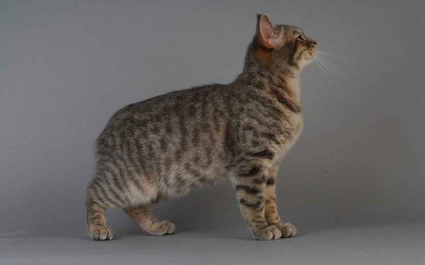 gato Manx sin cola