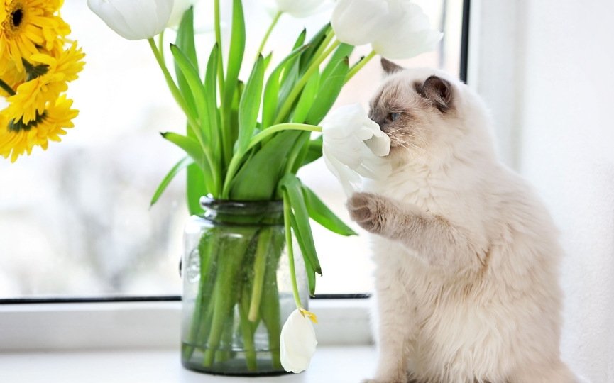 evita productos olorosos para cuidar el pelo de tu gato
