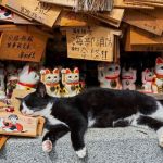 Por qué son tan rentables los gatos en Japón