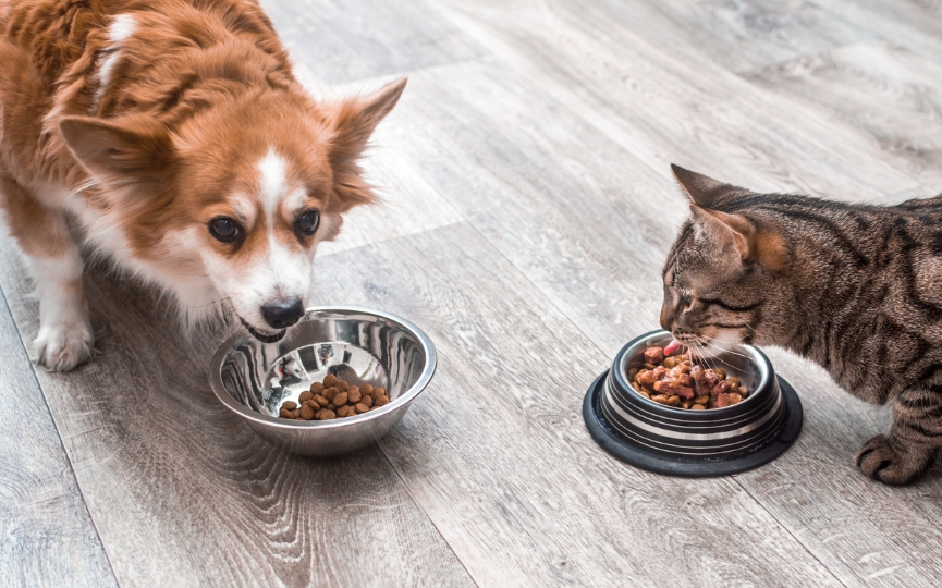 perro y gato comen productos de pienso