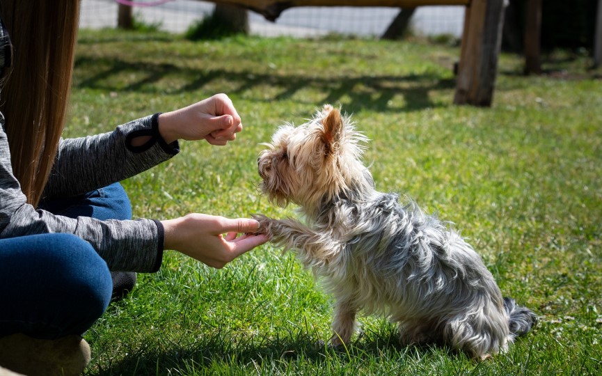 perros diestros o zurdos