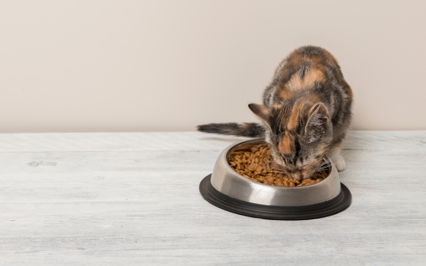 alimentación de un gato cómo repercute en su pelaje