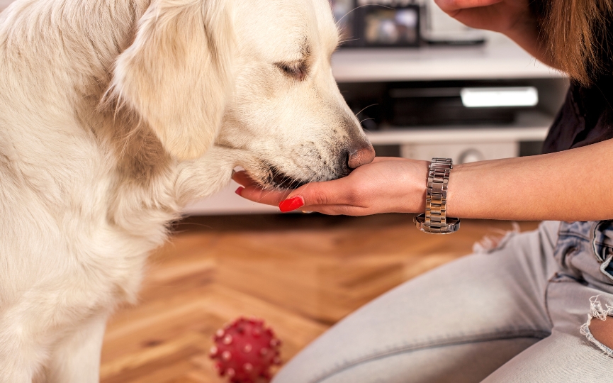 productos para alimentar a un perro